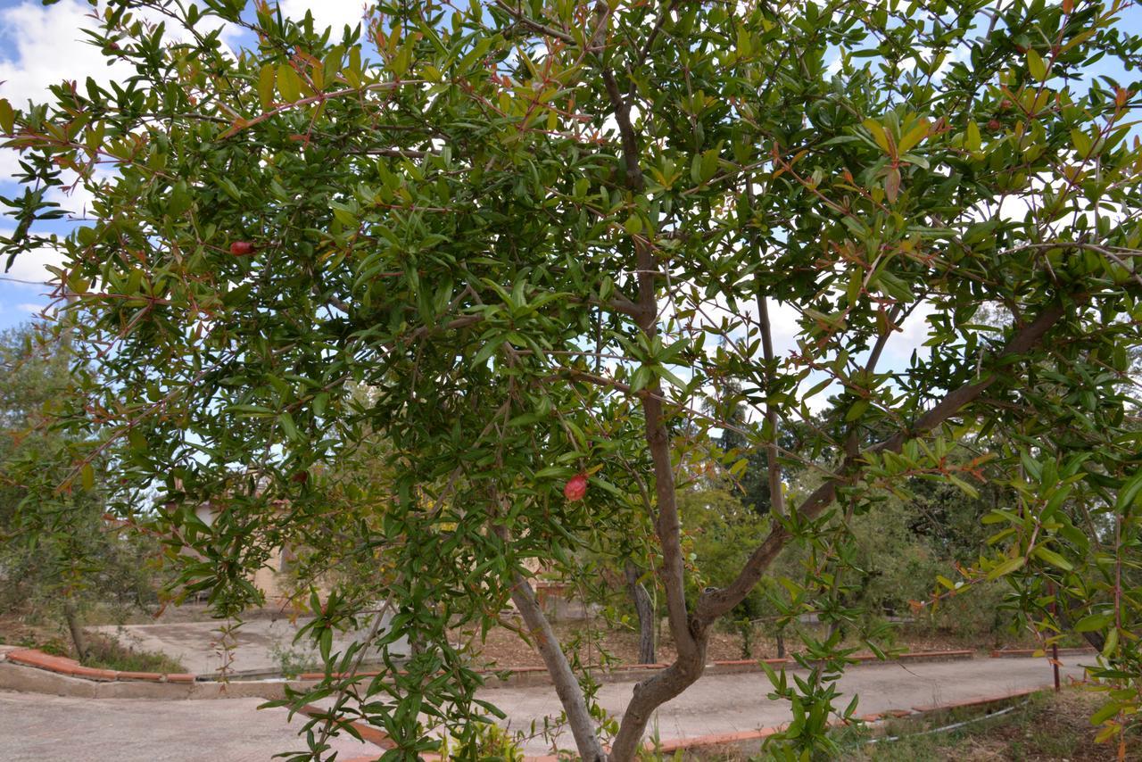 B&B Lara Santola Corato Bagian luar foto